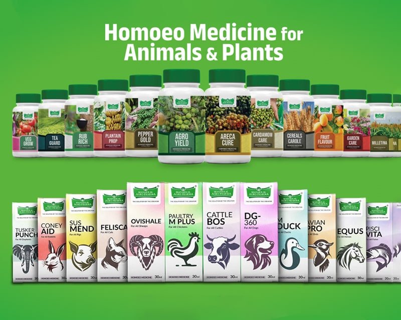 Healing Through Traditional Medicine